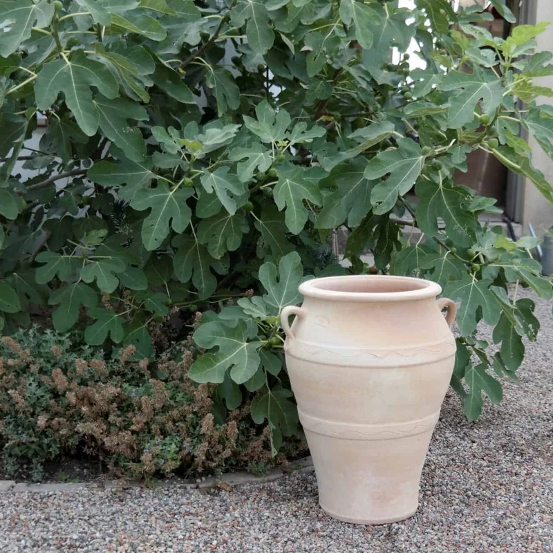 frostfeste Terracotta Amphore “Olea” H= 50 cm