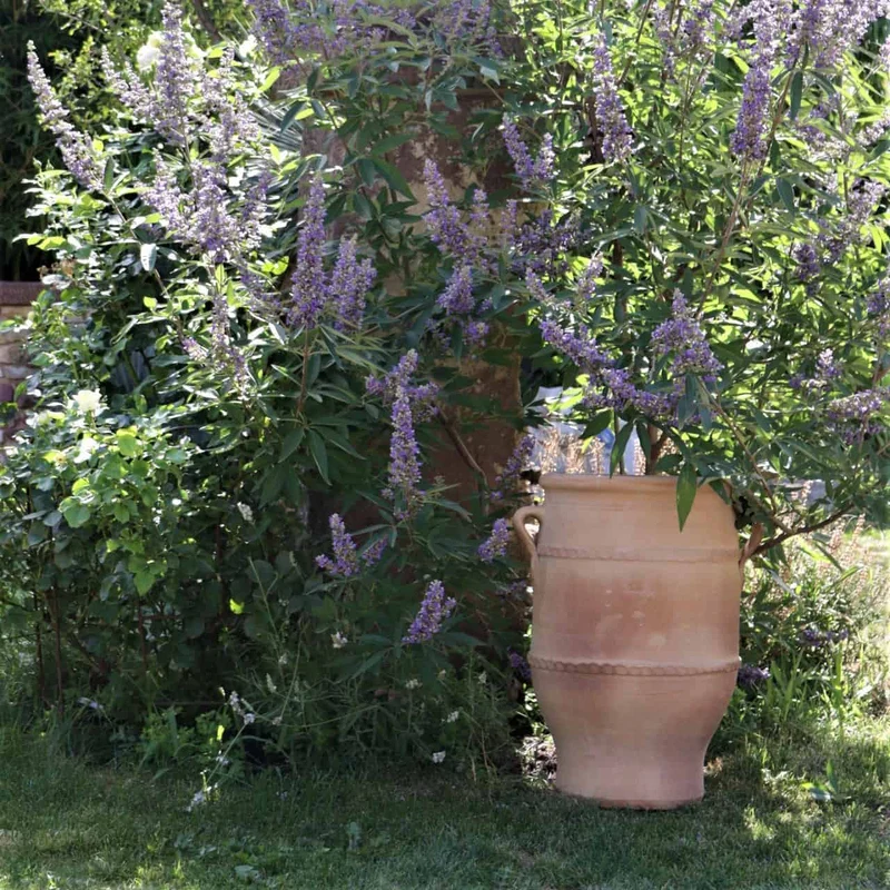 frostfeste Terrakotta Amphore "Thymus 2" H=50cm
