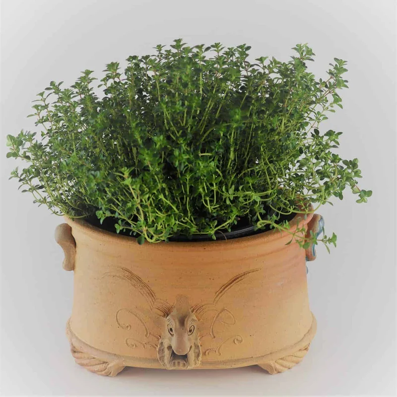 frostfester ovaler terracotta Pflanztopf