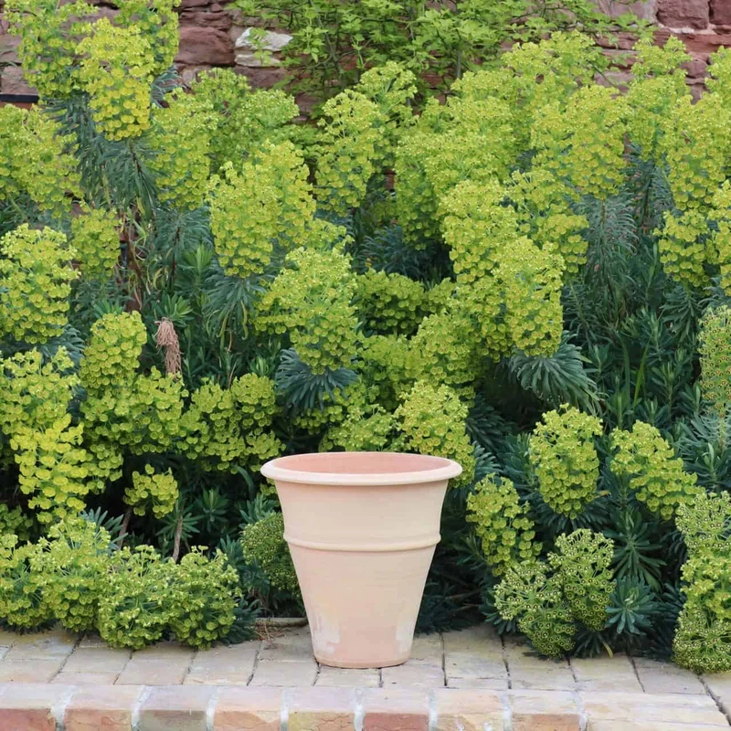 winterfester Terracotta Blumentopf "Yucca", H=30 cm