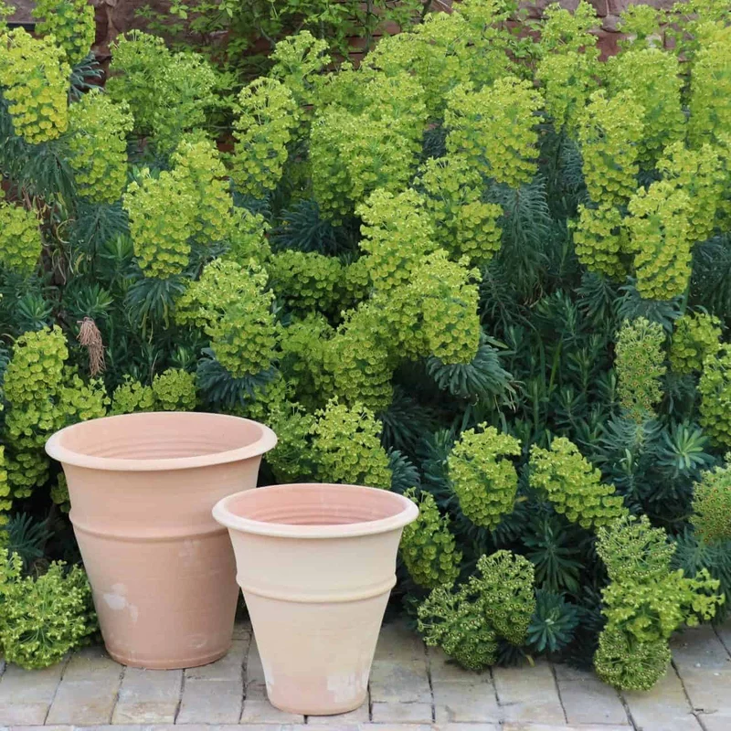 winterfester Terracotta Blumentopf "Yucca", H=30 cm