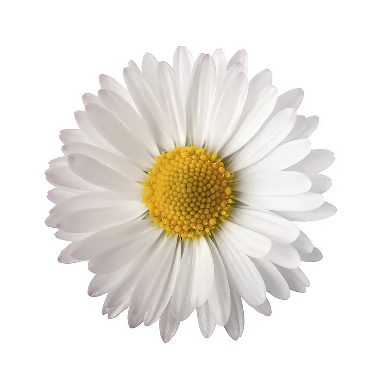Lunch Serviette "Daisy" 30x30cm - 20Stk.