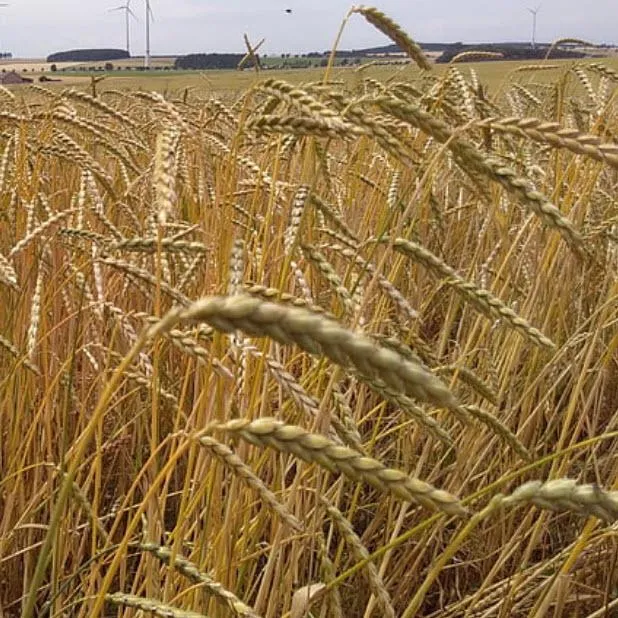 Bio-Dinkel ganz