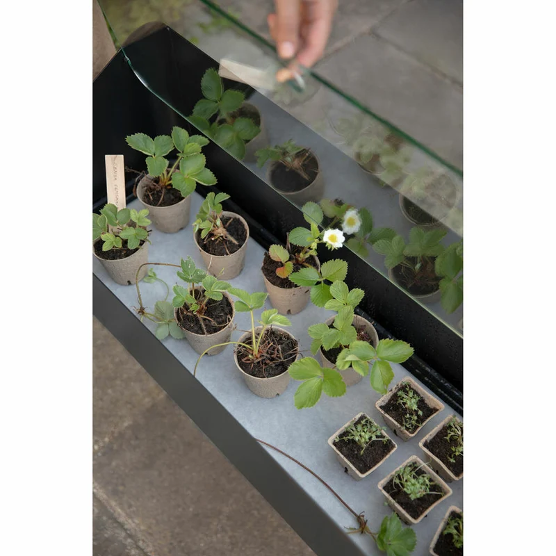 Eva Solo Anzuchtbox Simply Grow, Aluminium, Glas, Kunststoff, Schwarz, 33 x 63 x 80 cm, 741010012