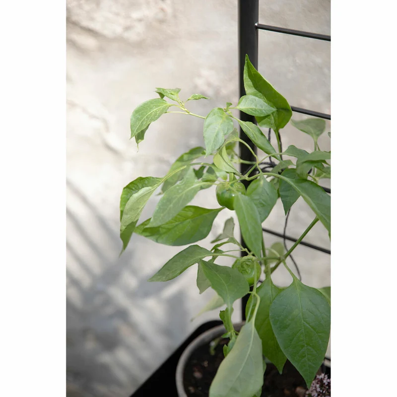 Eva Solo Spalier für Pflanzenbox Simply Grow, Stahl, Schwarz, 102 cm, 741010013
